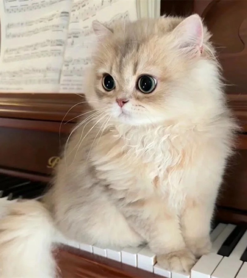 ảnh-mèo-cute-12