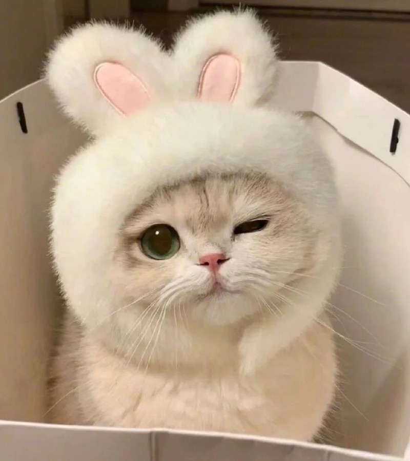 ảnh-mèo-cute-14