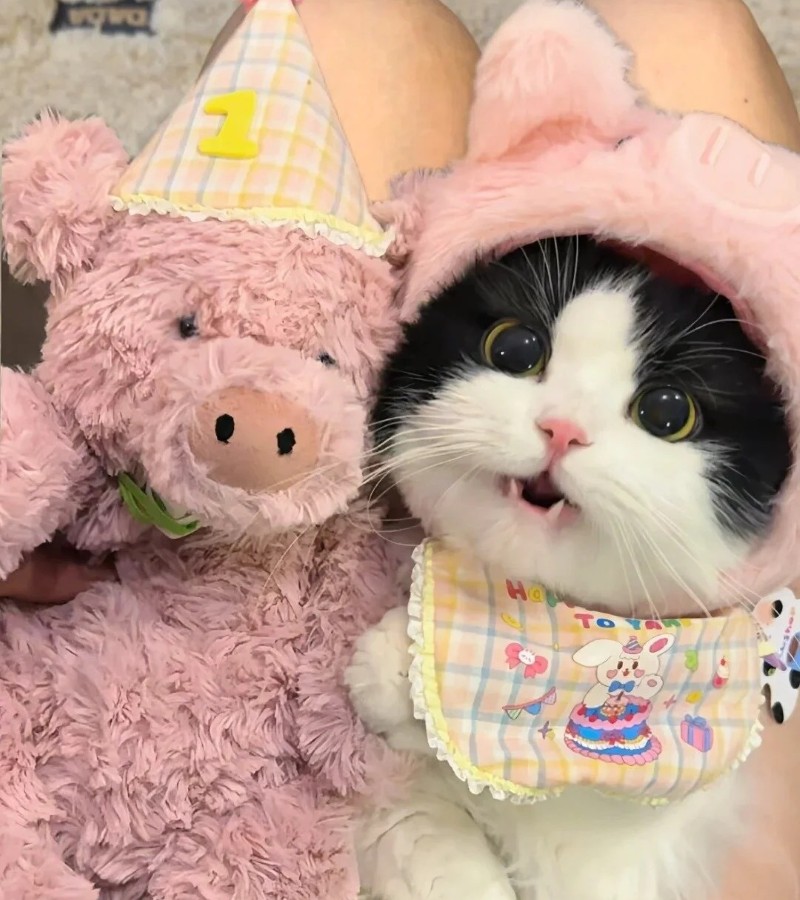 ảnh-mèo-cute-15