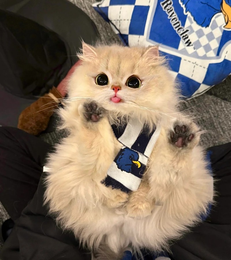 ảnh-mèo-cute-17