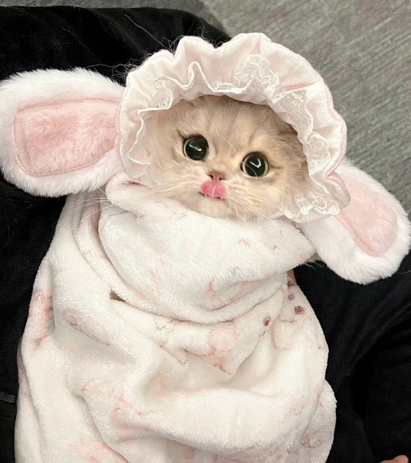 ảnh-mèo-cute-19