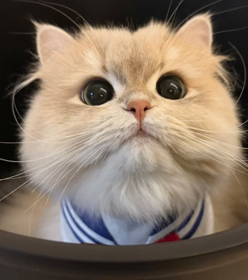 ảnh-mèo-cute-2