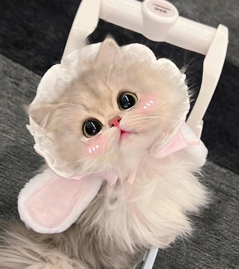 ảnh-mèo-cute-20