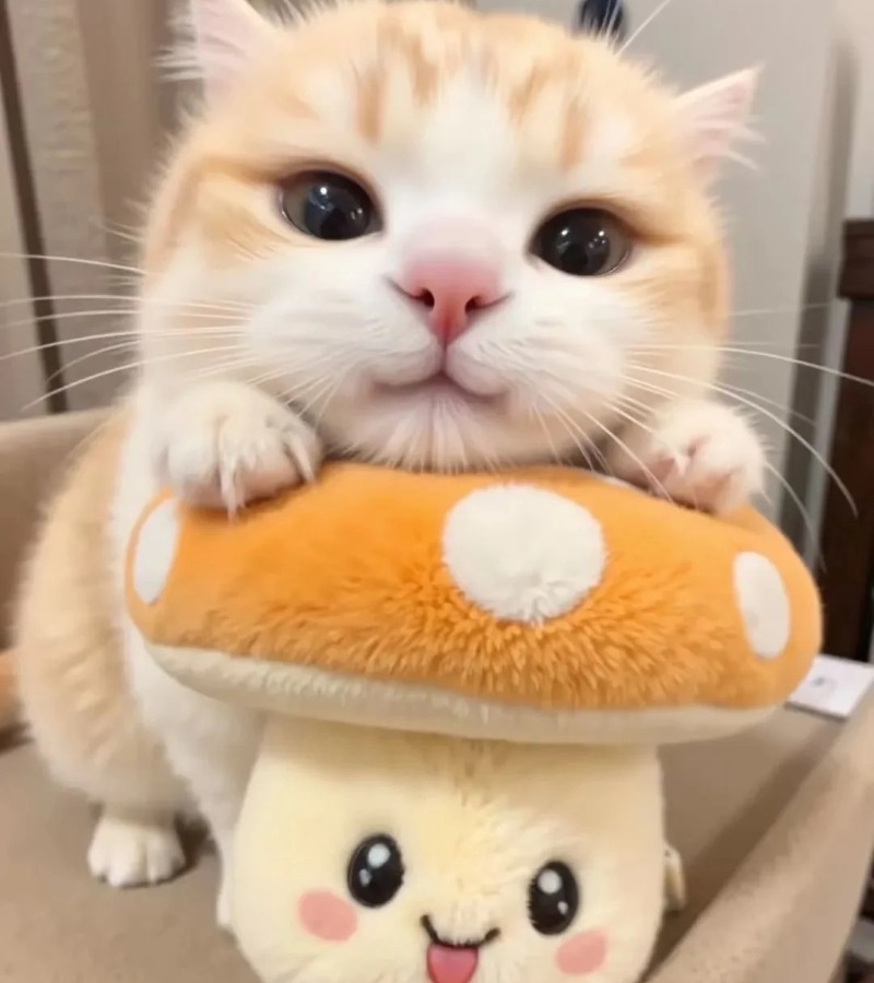 ảnh-mèo-cute-21