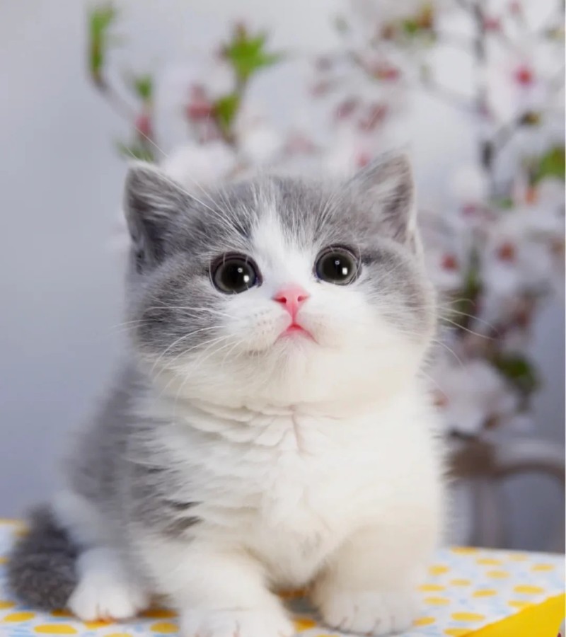 ảnh-mèo-cute-23