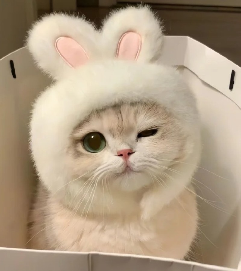 ảnh-mèo-cute-26