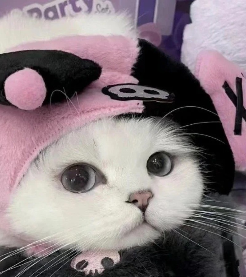 ảnh-mèo-cute-28