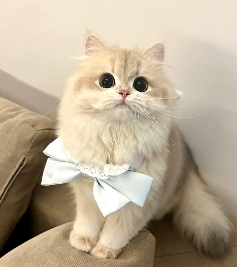 ảnh-mèo-cute-3