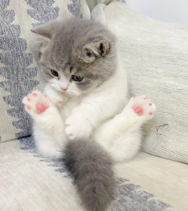 ảnh-mèo-cute-30