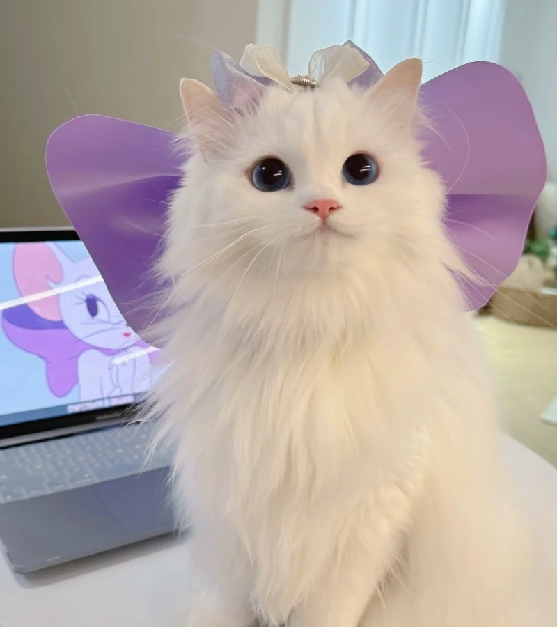 ảnh-mèo-cute-31