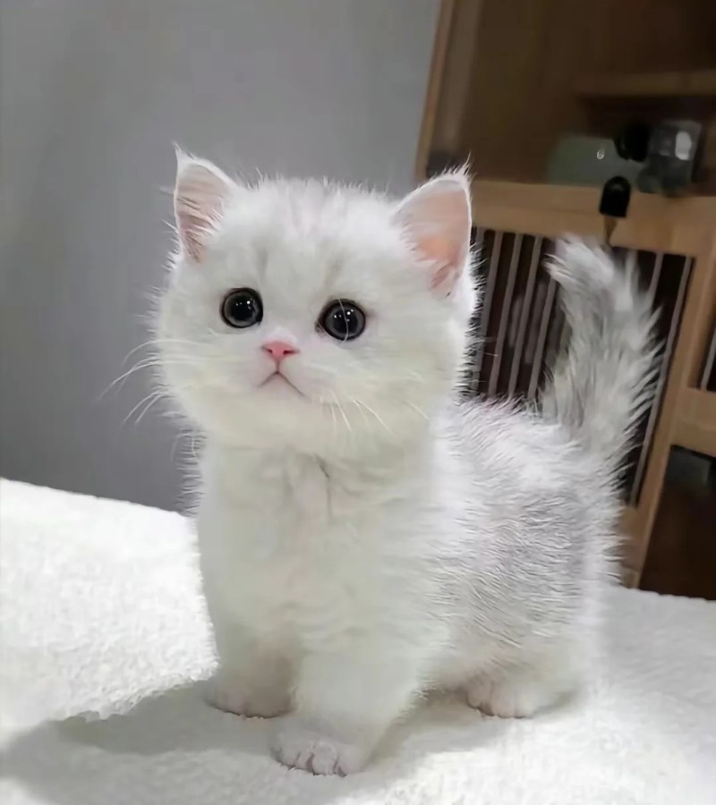 ảnh-mèo-cute-32