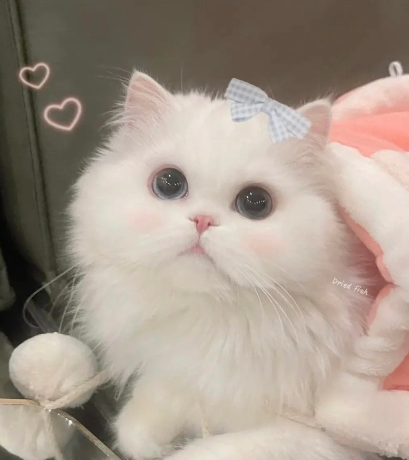 ảnh-mèo-cute-33