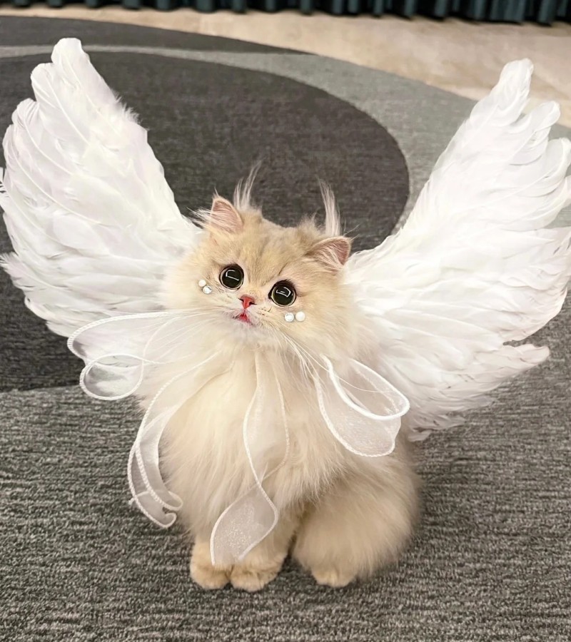 ảnh-mèo-cute-36