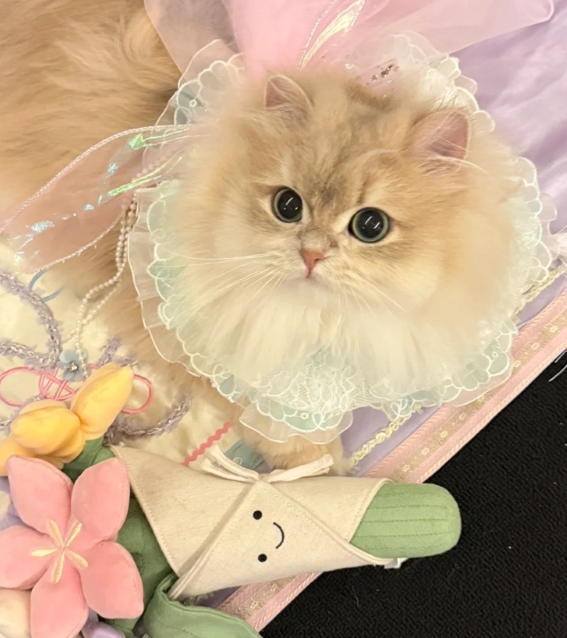 ảnh-mèo-cute-4