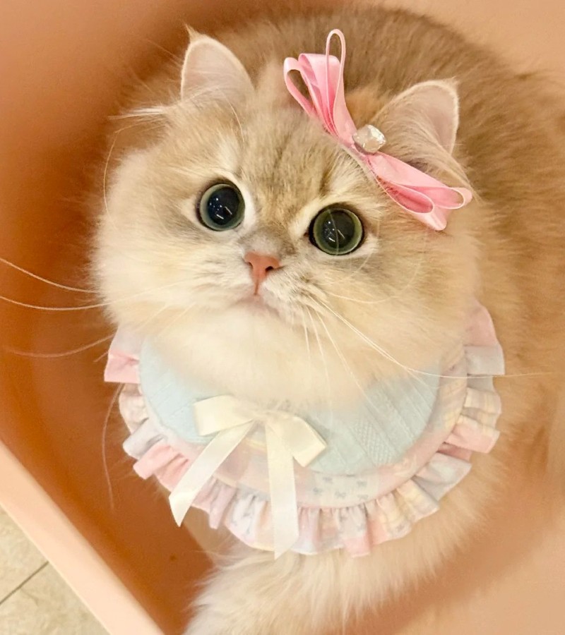 ảnh-mèo-cute-5