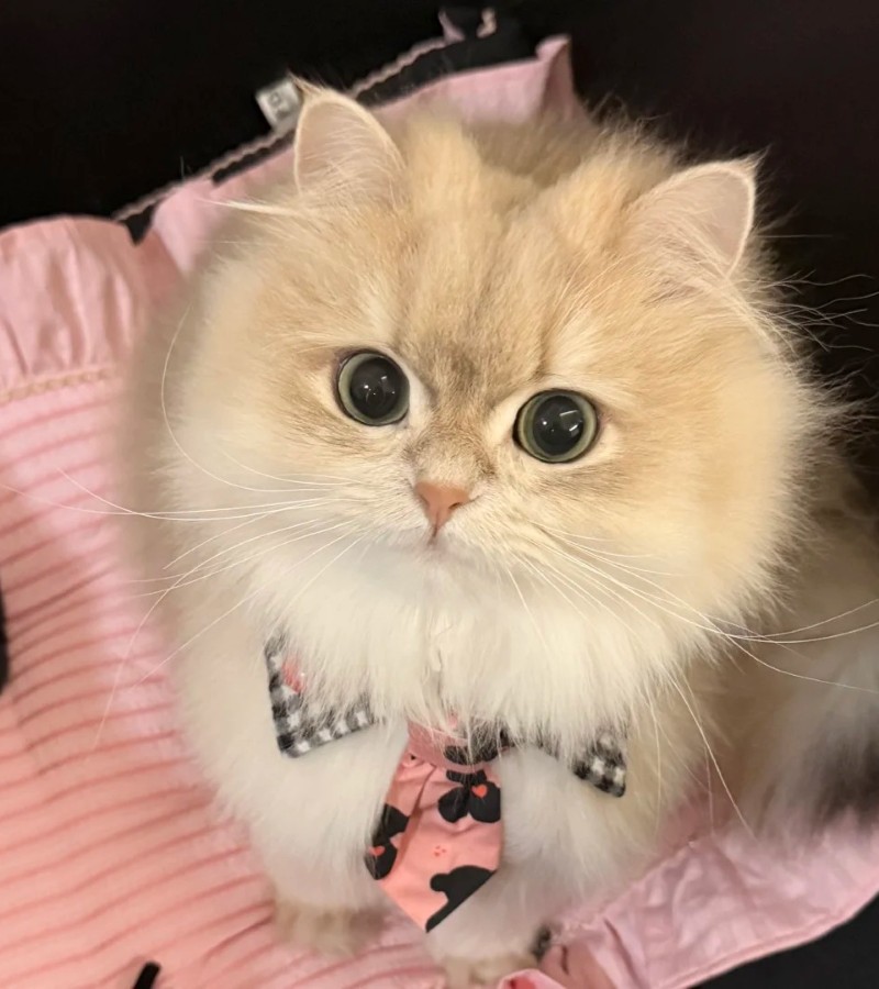 ảnh-mèo-cute-6