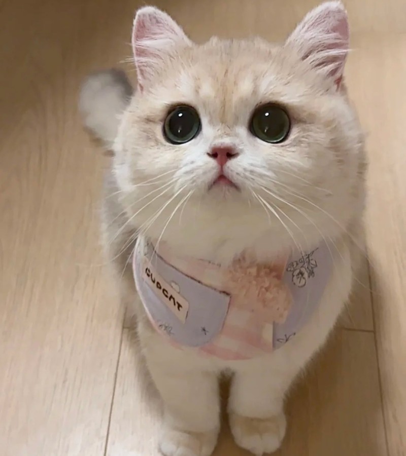ảnh-mèo-cute-7