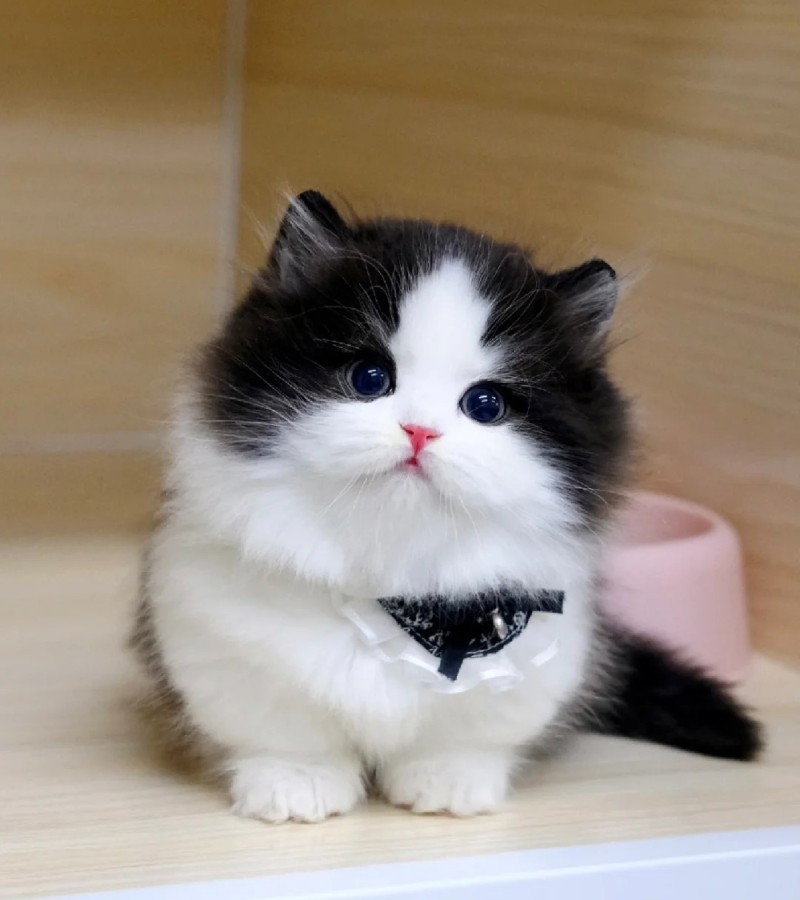 ảnh-mèo-cute-8
