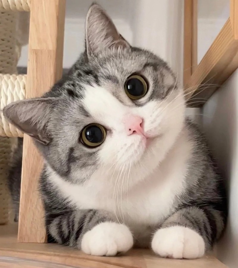 ảnh mèo cute 9