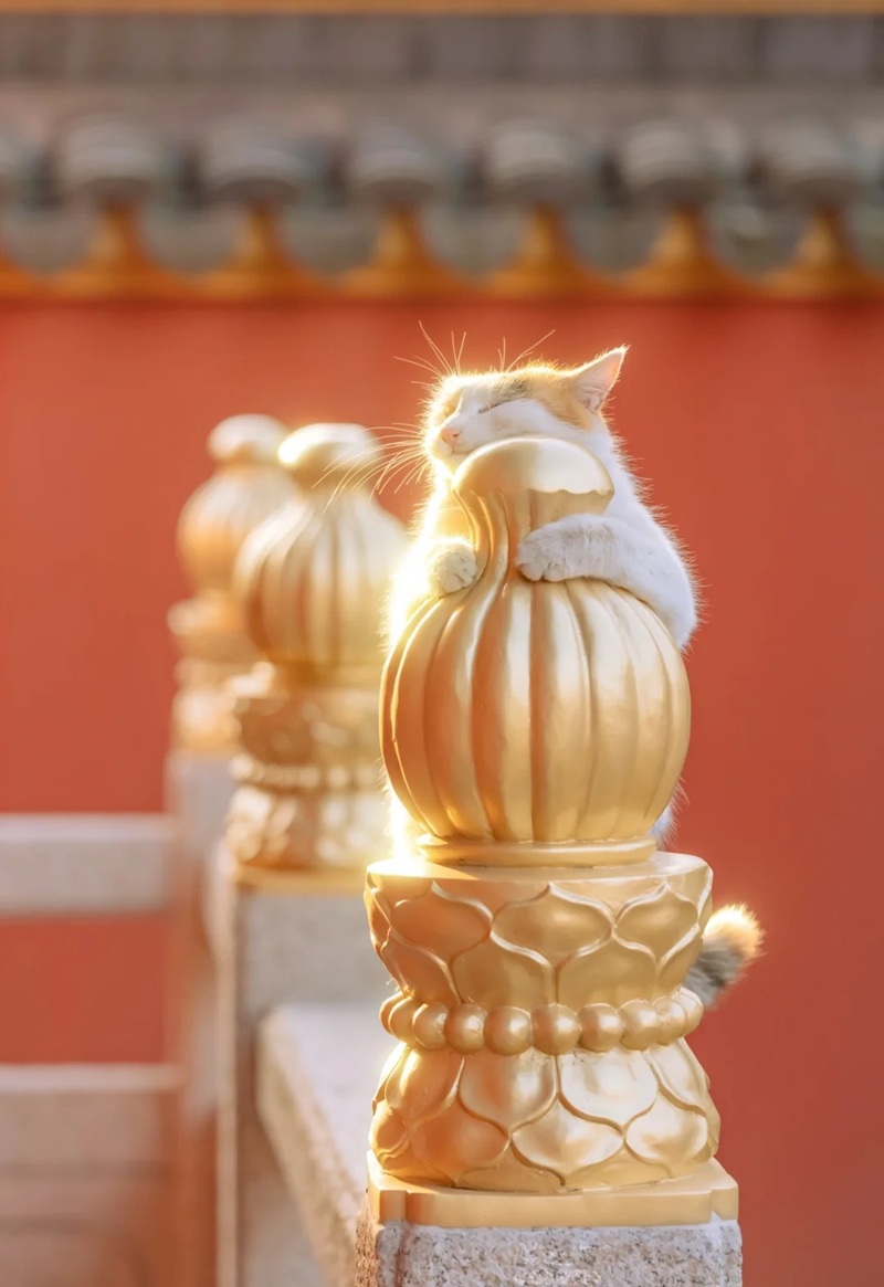 ảnh mèo thần tài 32