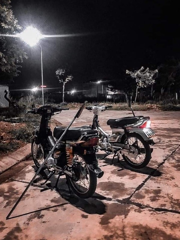 ảnh phóng lợn 13