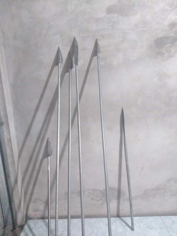 ảnh phóng lợn 15