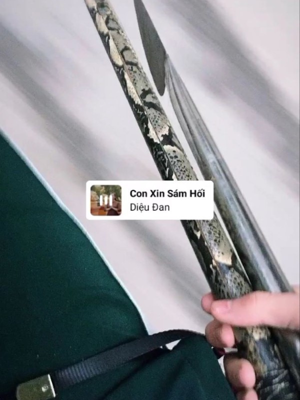 ảnh phóng lợn 36