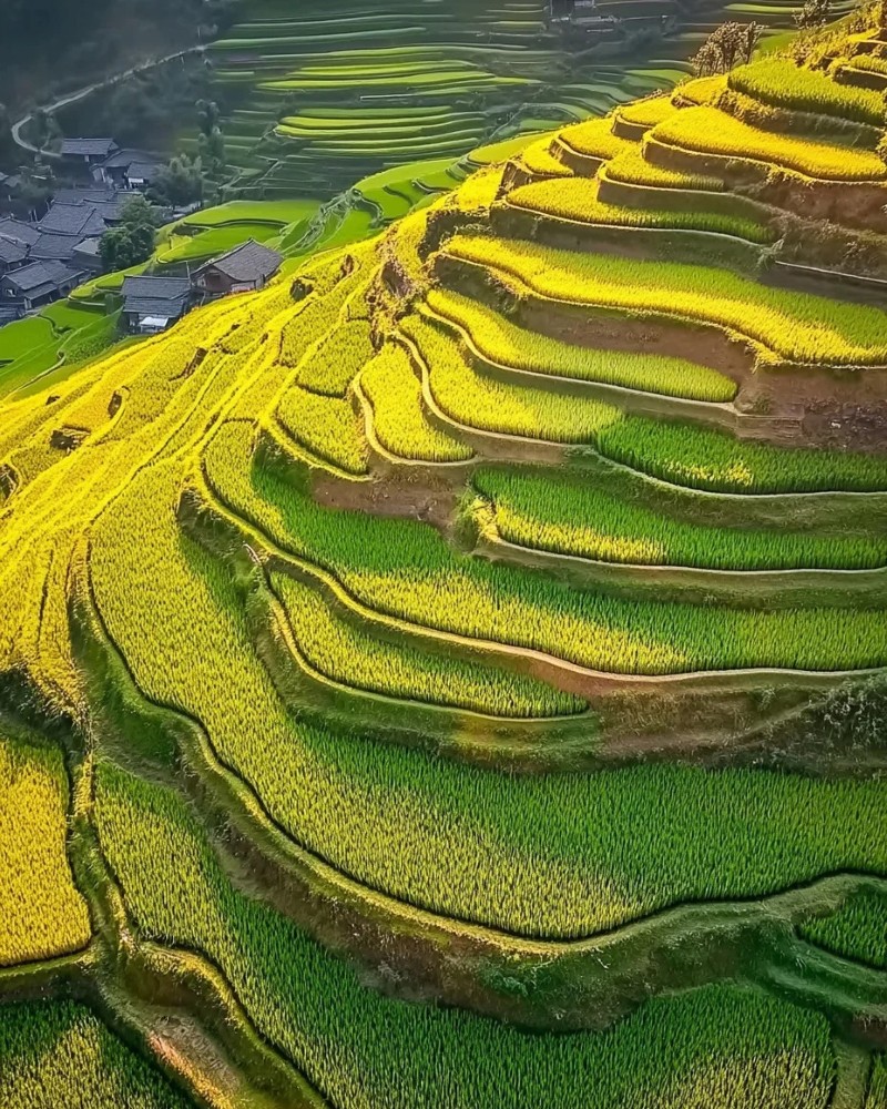 ảnh ruộng bậc thang 2