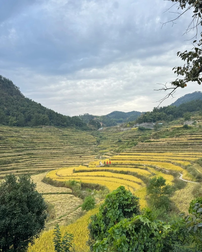 ảnh ruộng bậc thang 25