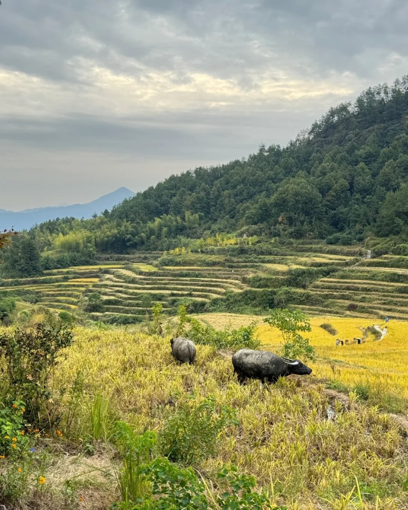 ảnh ruộng bậc thang 26