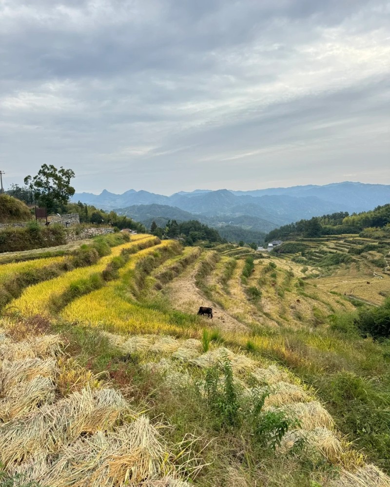 ảnh ruộng bậc thang 27