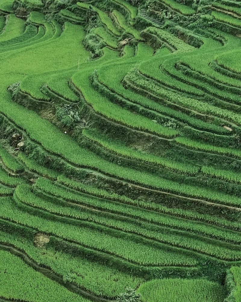 ảnh ruộng bậc thang 35