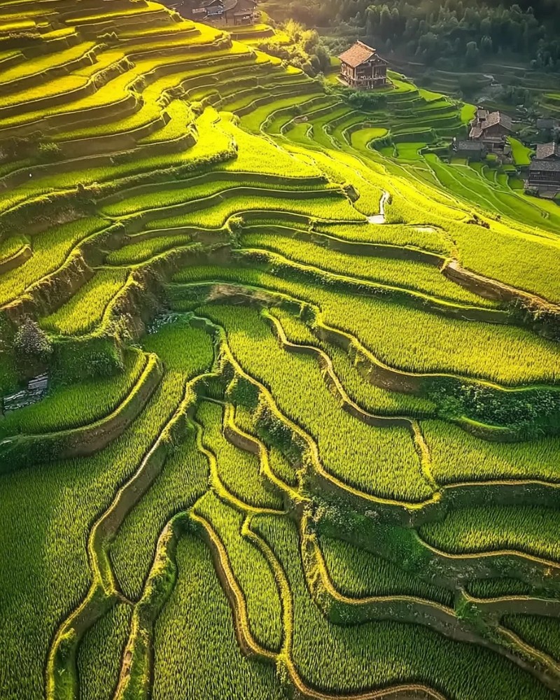 ảnh ruộng bậc thang 4