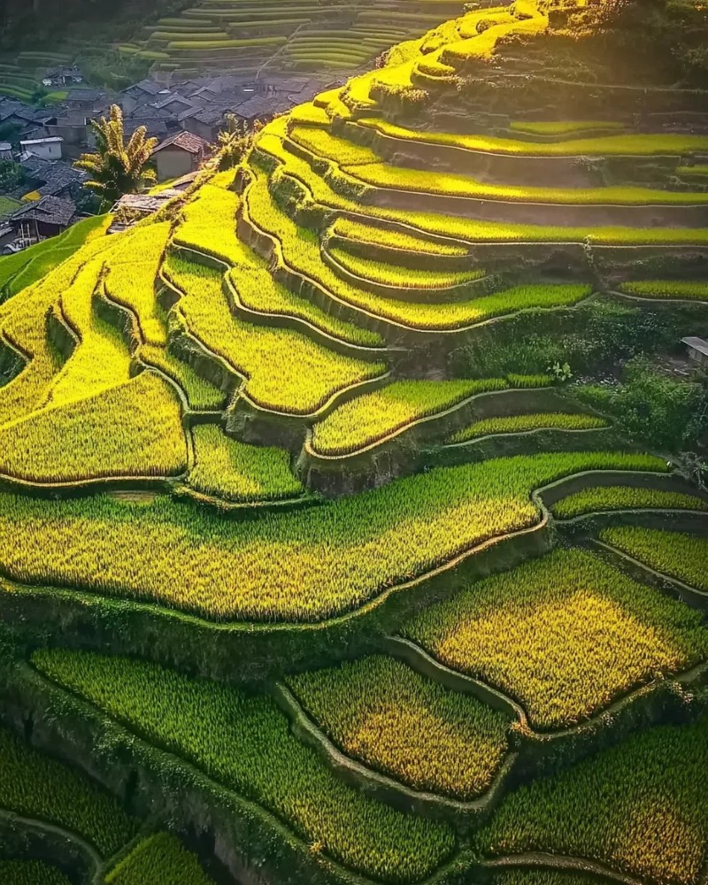 ảnh ruộng bậc thang 6