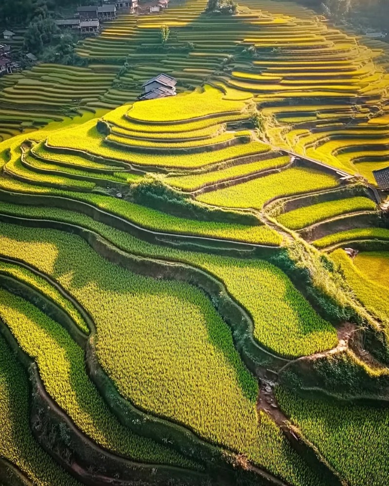 ảnh ruộng bậc thang 9