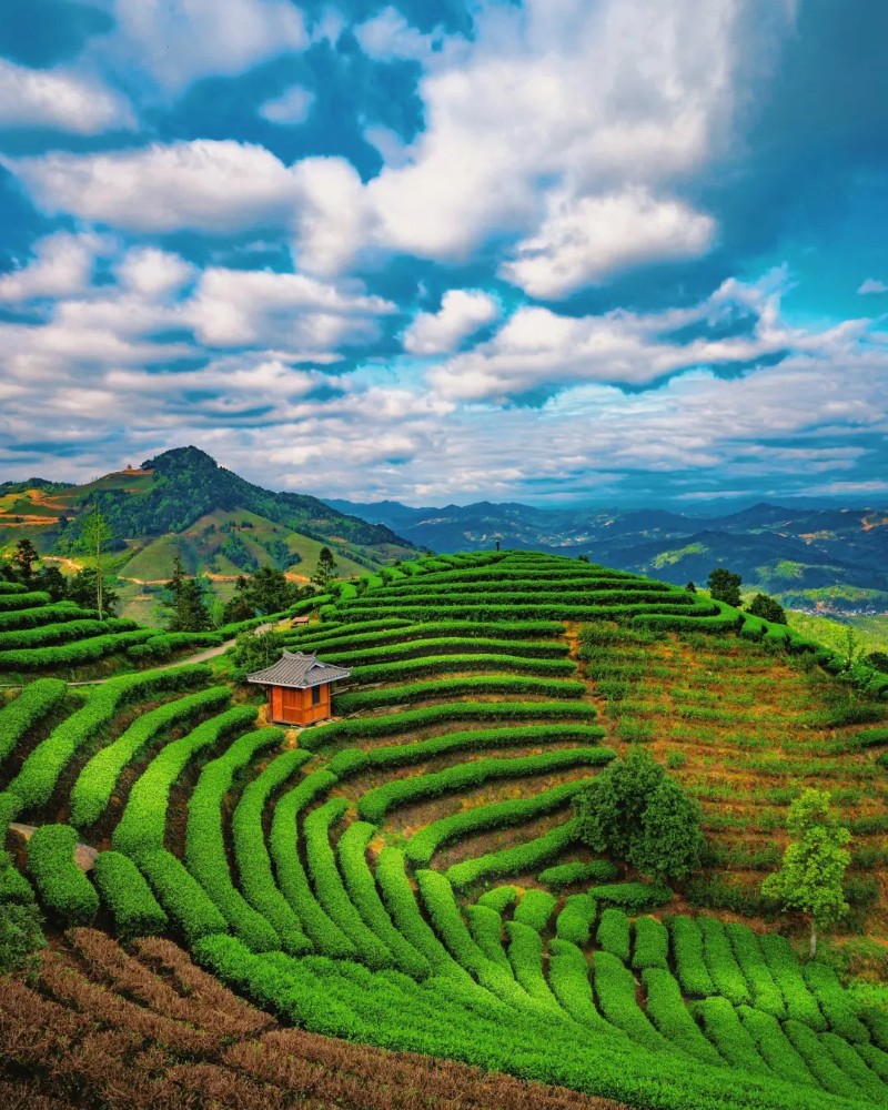 ảnh ruộng bậc thang đẹp