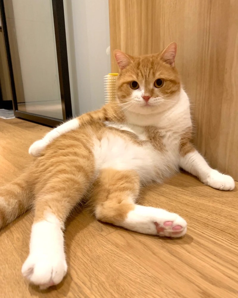 ảnh thú cưng 15