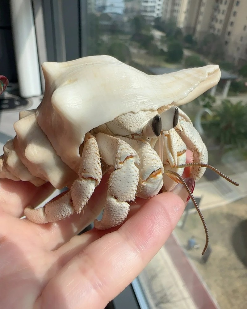 ảnh thú cưng 23