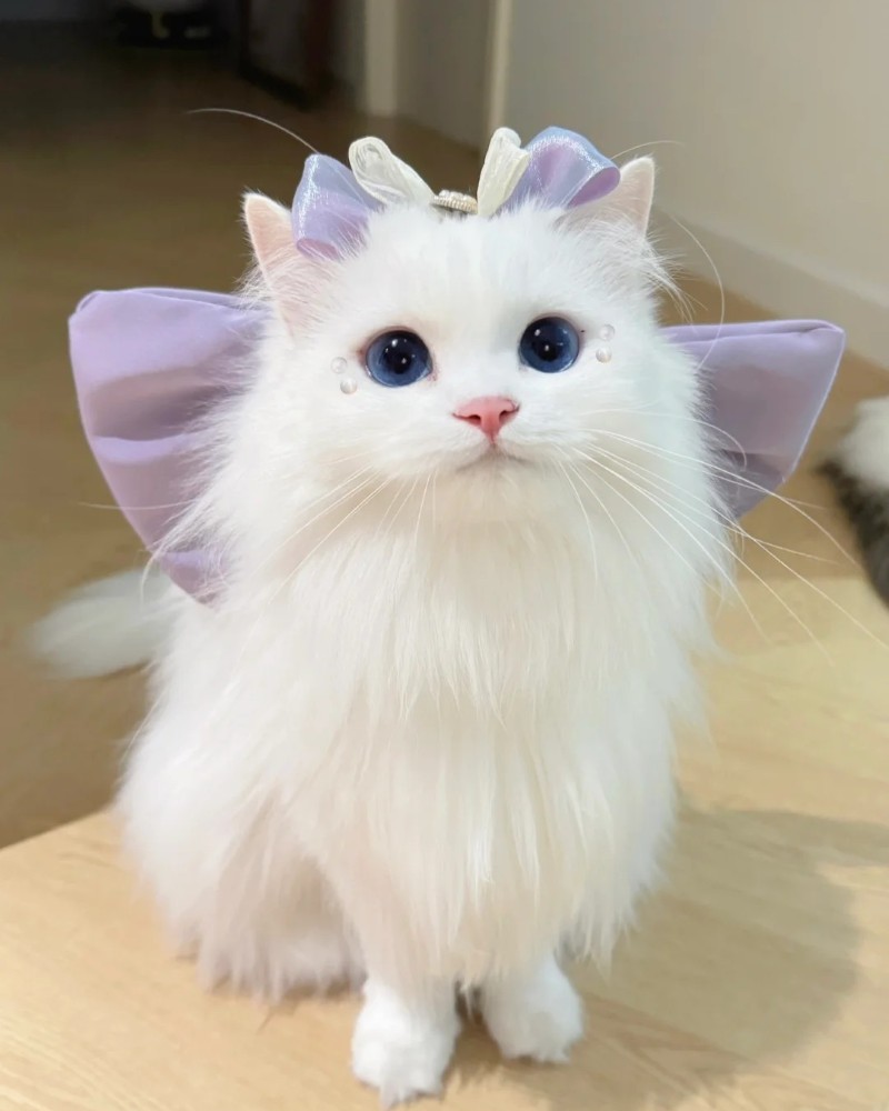 ảnh thú cưng 5