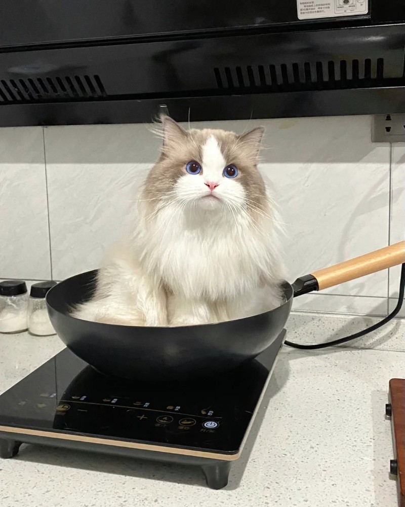 ảnh thú cưng 8