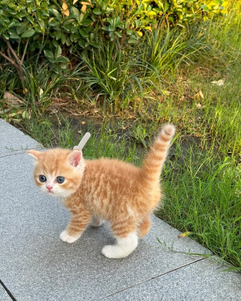 ảnh thú cưng cute