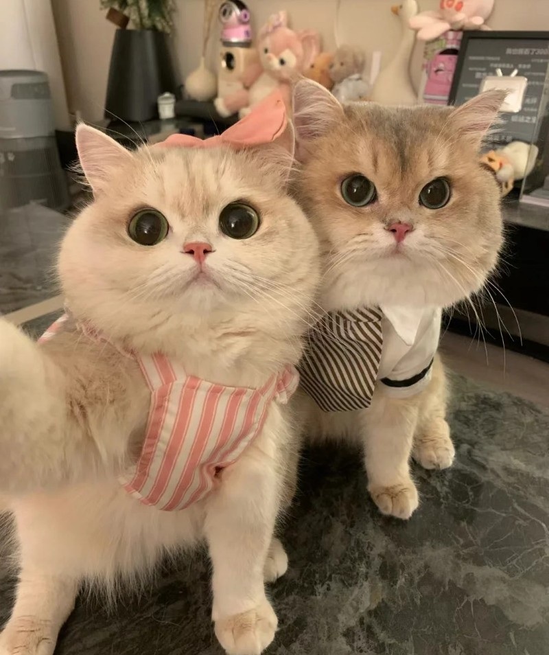 ảnh tình yêu cute 21