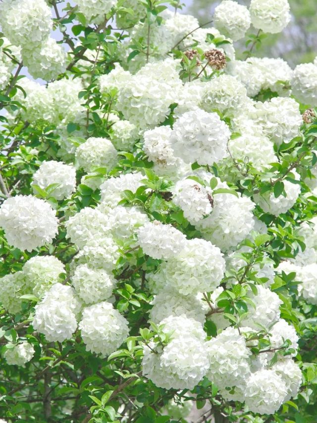 ảnh hoa cẩm tú cầu 12