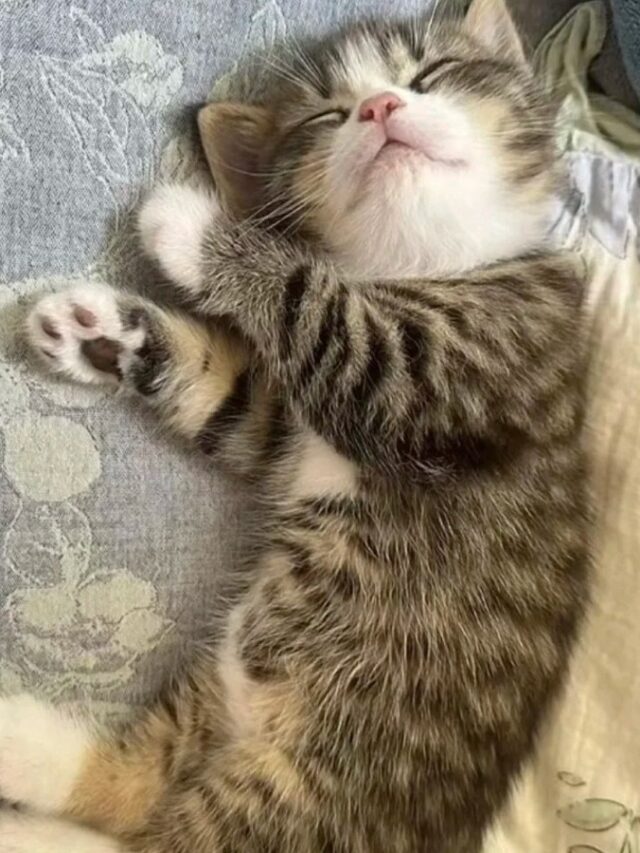 ảnh mèo ngủ 35
