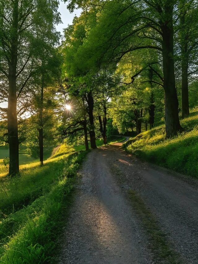 ảnh thiên nhiên 25