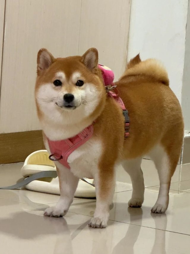 hình ảnh con chó cute 9