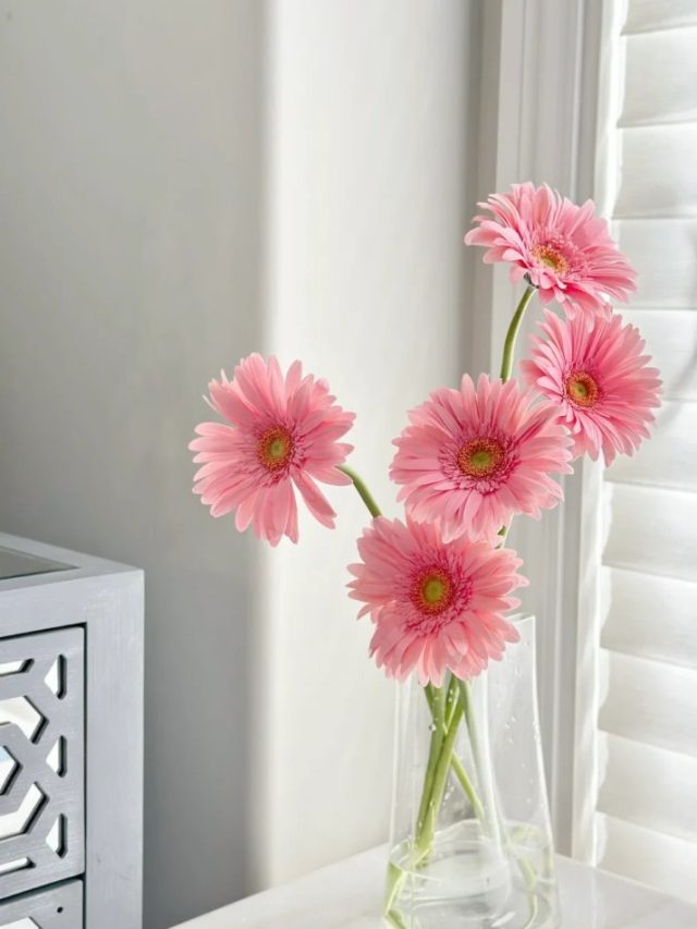 hình ảnh hoa đồng tiền đẹp nhất 24