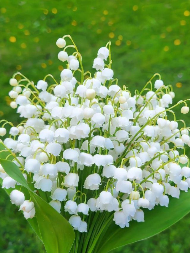 hình ảnh hoa linh lan đẹp nhất 22