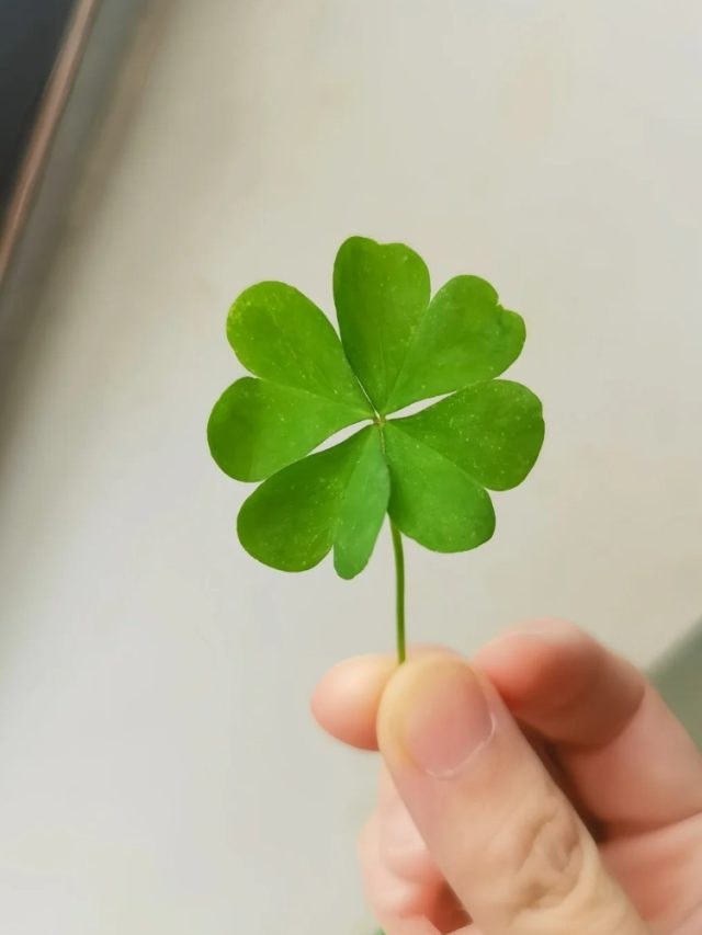 hình may mắn bình an 11