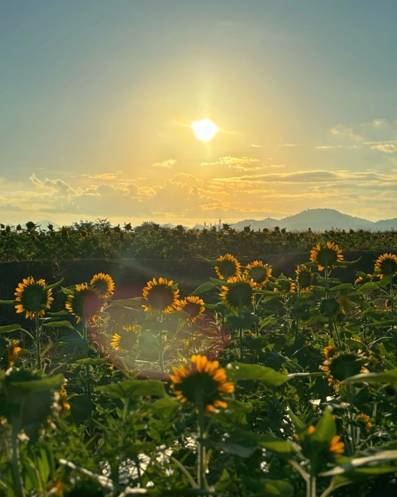 hình ảnh bình minh trên cánh đồng